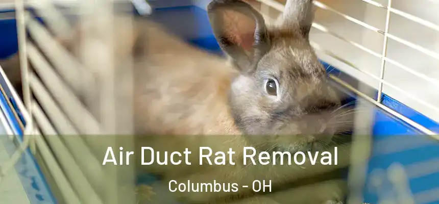 Air Duct Rat Removal Columbus - OH